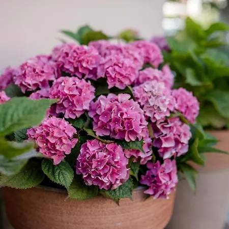 Paradise Appartamento Lopar