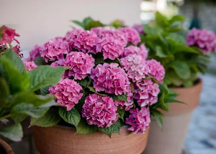 Paradise Daire Lopar